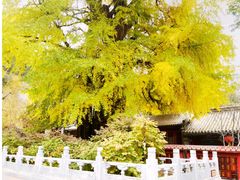 -潭柘寺景区