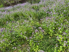 -西湖风景区-江洋畈生态公园
