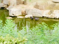 -辛玛王国游乐园