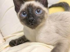 -欣宠猫屋·矮脚拿破仑·蓝金金渐层