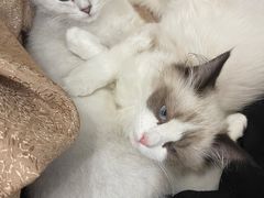 -lincat·猫舍(广州店)