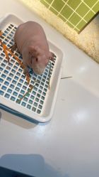 -Moni星球萌宠·小马宝莉·灵蛇·高端高阶全萌宠互动体验俱乐部(红豆国际广场店)