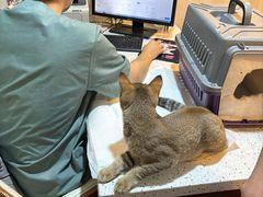 -宠爱国际动物医院·消化内科·心肾内科·ISFM猫友好(望京店)