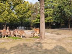 -上海野生动物园