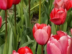 -上海植物园-4号门售票处