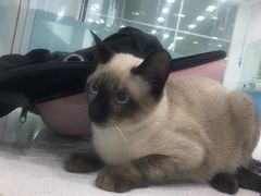 -乖乖乐动物医院(小汤山分院)