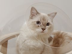 -瞄一喵猫咖(格力海岸店)