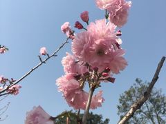 -天适樱花悠乐园