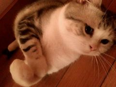 -Bastet sally猫舍购宠(静安店)