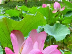 -陈家山荷花公园