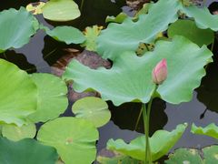 -荔湾湖公园
