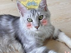 -十年猫舍·猫咪专门店(普陀店)