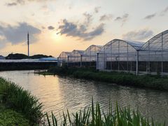 -马陆小张葡萄园农家乐