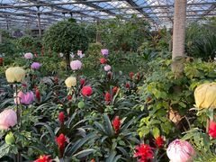 -南宫五洲植物乐园