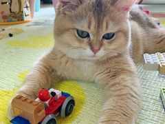 -东方名猫馆·英短金渐层布偶猫舍(环线广场1号楼店)