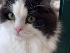 -共舞时光猫咖·狗咖(新街口店)