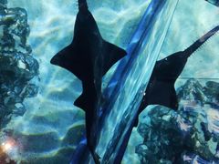 -暹罗海洋世界