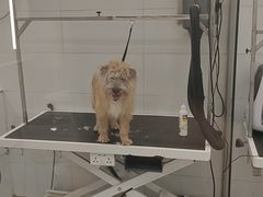 -comecome来吧宠物(奥克斯中心店)