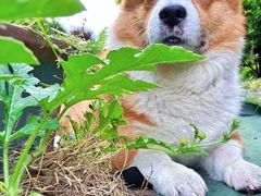 -南汇桃花村