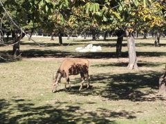 感觉像羚羊-西安秦岭野生动物园
