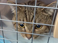 -中农国际动物医院24小时·猫科·骨科·急重症中心