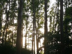 -南国桃园旅游度假区