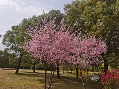 -上海滨江森林公园