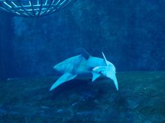 -大连圣亚海洋世界