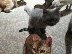 -more than meow吴止猫主题餐厅(承德 中船汇店)