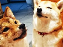 -柴务处·柴犬主题狗咖