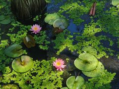 -池杉湖湿地公园