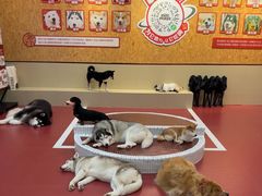-和它·交个朋友·狗咖猫咖(爱琴海店)