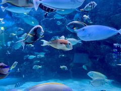 -海合安成都极地海洋公园