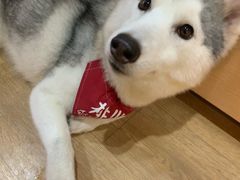 -Husky Go! 哈士奇体验馆·宠物咖啡厅狗咖