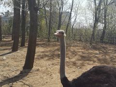 -大连森林动物园