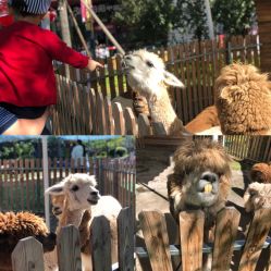 -萌宠亲子动物乐园(槐房万达店)