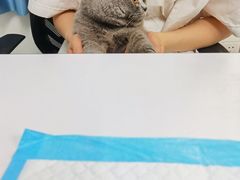 -lincat·猫舍(广州店)