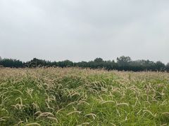 -汉长安城未央宫国家考古遗址公园