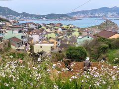 -枸杞岛
