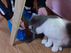 -李小姐の猫咖啡馆(五角场店)