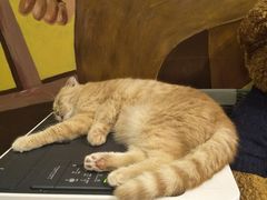 -咖法森林·咖啡  酒吧(天河店)