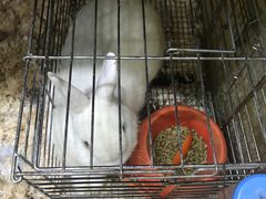 -上海大自然野生昆虫馆(东方明珠·爬宠昆虫探索中心)