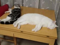 -CoCo都可(北京西站北广场店)