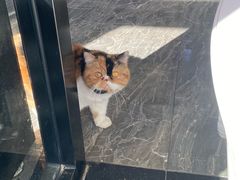 -宠爱国际动物医院· 猫科· 外科·中兽医(长白店)