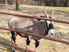 -大连森林动物园