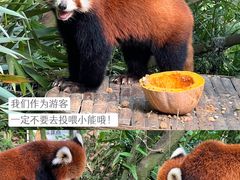 -熊猫谷