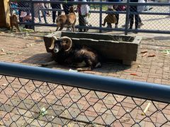 -长白岛森林公园