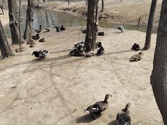 -沈阳鸟岛