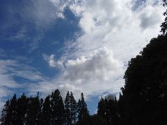 -上海滨江森林公园