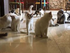 -猫咪咖啡店(新城大街店)